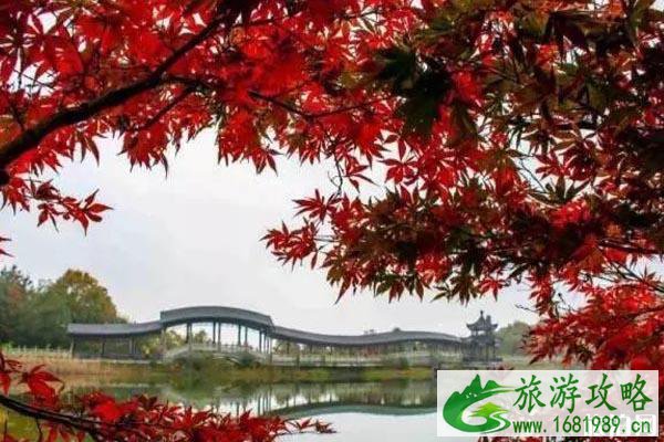 岳麓山枫叶什么时候红 岳麓山枫叶观赏地点攻略