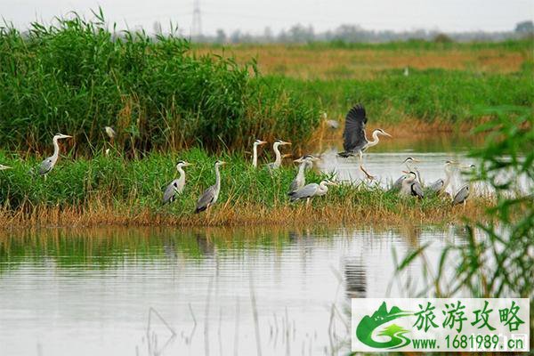 沙湖观鸟什么时候去最好 什么时候去沙湖最好