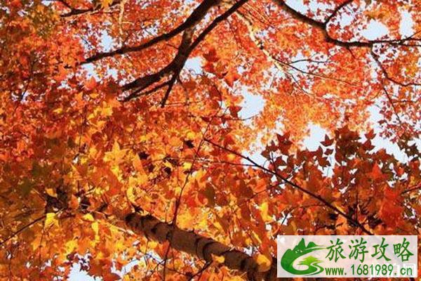 江浙赏枫叶地点推荐+门票