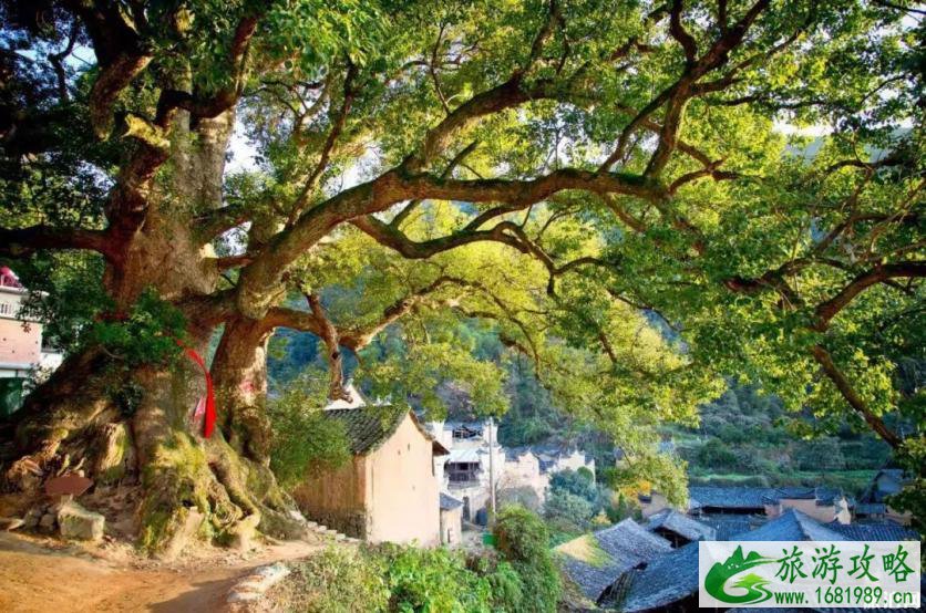 松阳在哪里 松阳好玩吗 松阳景点介绍