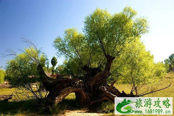 榆林周边哪里秋景比较好 榆林周边哪里秋景比较好