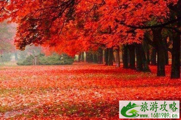 中国枫叶最好看的地方推荐+观赏时间