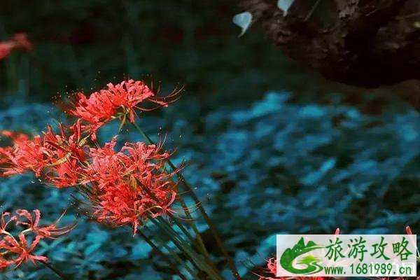 南京彼岸花什么时候开花 在哪里可以见到彼岸花
