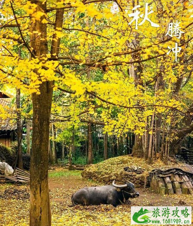 最适合秋天旅游的景点有哪些