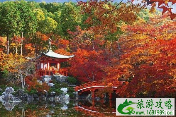 京都红叶季2022 京都红叶什么时间最美 京都红叶季2022 京都红叶什么时间最美