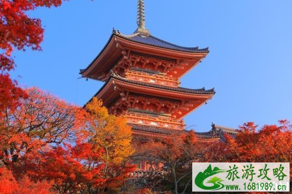 京都红叶季2022 京都红叶什么时间最美 京都红叶季2022 京都红叶什么时间最美