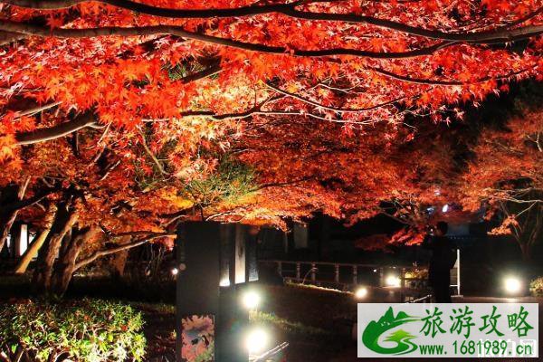 京都红叶季2022 京都红叶什么时间最美 京都红叶季2022 京都红叶什么时间最美