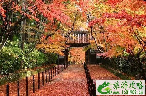 京都红叶季2022 京都红叶什么时间最美 京都红叶季2022 京都红叶什么时间最美