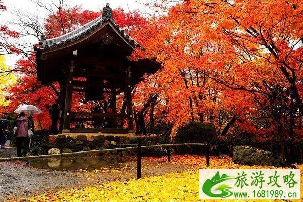京都红叶季2022 京都红叶什么时间最美 京都红叶季2022 京都红叶什么时间最美