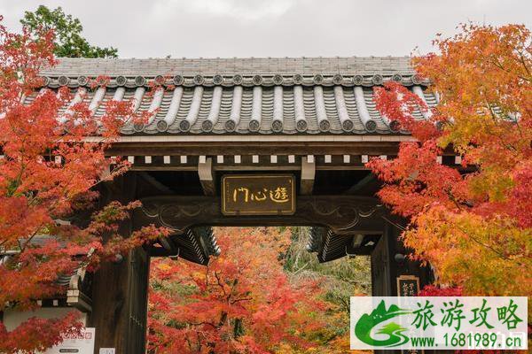 京都红叶季2022 京都红叶什么时间最美 京都红叶季2022 京都红叶什么时间最美