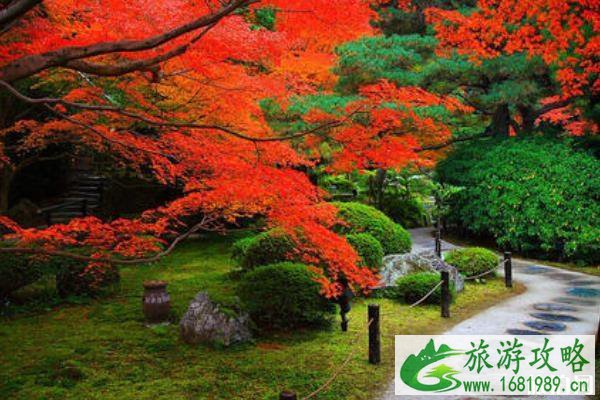 京都红叶季2022 京都红叶什么时间最美 京都红叶季2022 京都红叶什么时间最美