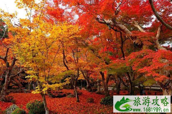 京都红叶季2022 京都红叶什么时间最美 京都红叶季2022 京都红叶什么时间最美