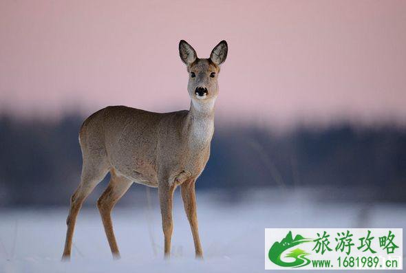雪乡有什么特色玩法 雪乡有什么特色玩法