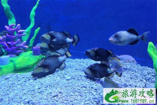荆州小梅沙海洋馆门票多少钱