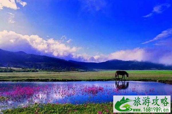 拉市海马场游玩注意事项 拉市海马场游玩注意事项