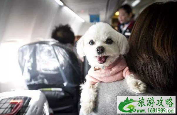 国内哪个航空公司可以带宠物进客舱 带狗狗坐飞机需要什么手续+准备事项 国内哪个航空公司可以带宠物进客舱 带狗狗坐飞机需要什么手续+准备事项