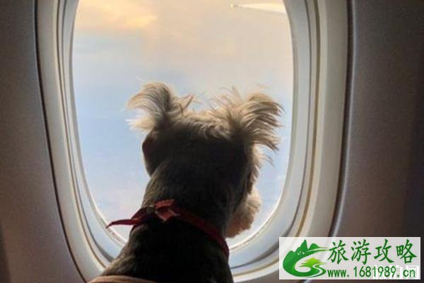 国内哪个航空公司可以带宠物进客舱 带狗狗坐飞机需要什么手续+准备事项 国内哪个航空公司可以带宠物进客舱 带狗狗坐飞机需要什么手续+准备事项