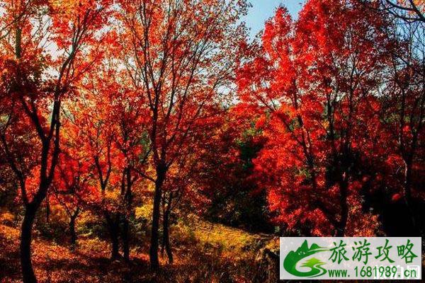 国内赏枫的地方有哪些不错