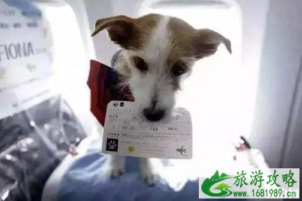 坐飞机可以带宠物狗吗 坐飞机宠物托运流程