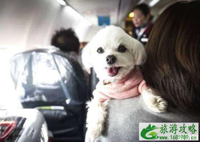 坐飞机可以带宠物狗吗 坐飞机宠物托运流程