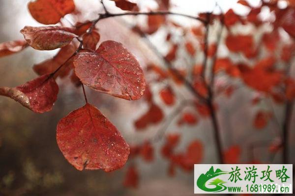 河北赏红叶的最佳地点是哪里  2022河北赏红叶攻略