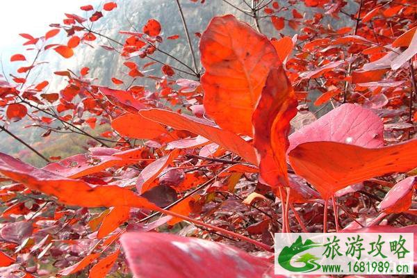 河北赏红叶的最佳地点是哪里  2022河北赏红叶攻略