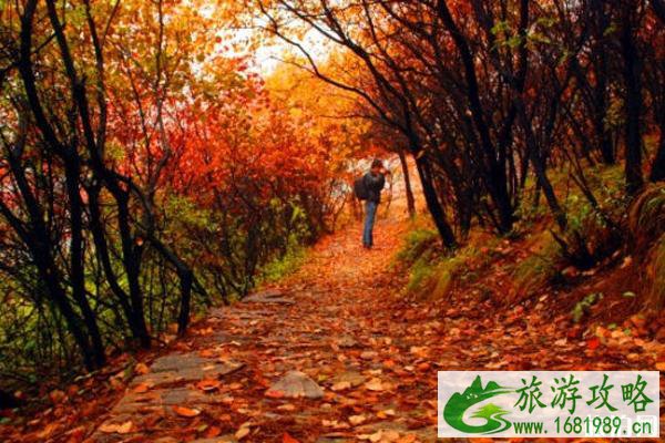 河北赏红叶的最佳地点是哪里  2022河北赏红叶攻略