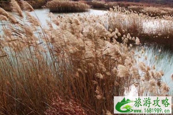 无锡九月赏花景点整理 无锡九月赏花景点整理