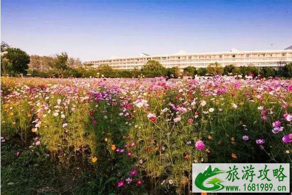 南京格桑花的地方有哪些