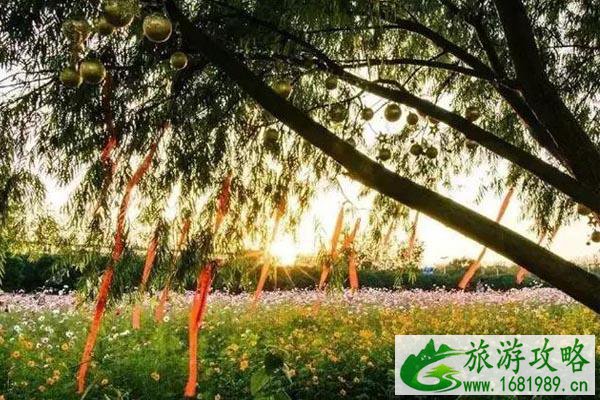 南京格桑花的地方有哪些