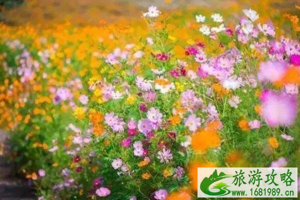 南京格桑花的地方有哪些