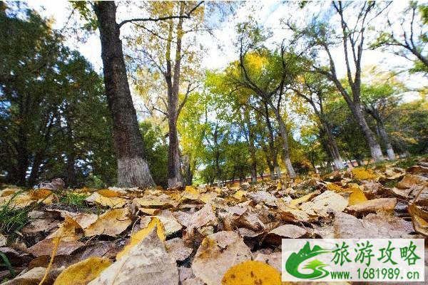 2022雪顿节的活动有哪些 2022雪顿节的活动有哪些