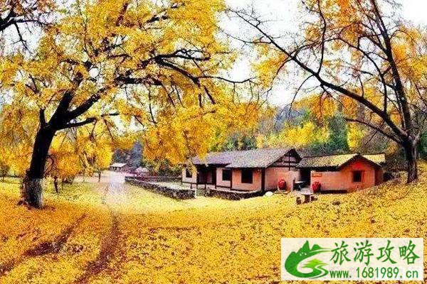 随州千年银杏谷有什么看点+如何到达