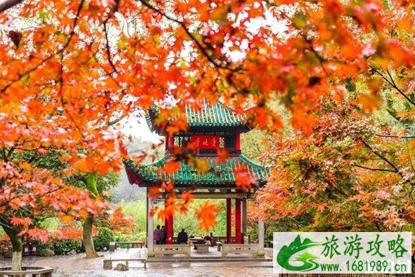 秋天岳麓山赏枫叶银杏攻略 秋天岳麓山赏枫叶银杏攻略