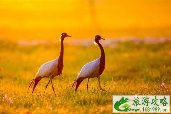 北京出发到锡林郭勒自驾游路线怎么走 2022北京到锡林郭勒旅游攻略 北京出发到锡林郭勒自驾游路线怎么走 2022北京到锡林郭勒旅游攻略