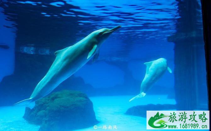 珠海长隆龙秀攻略 珠海长隆龙秀好看吗