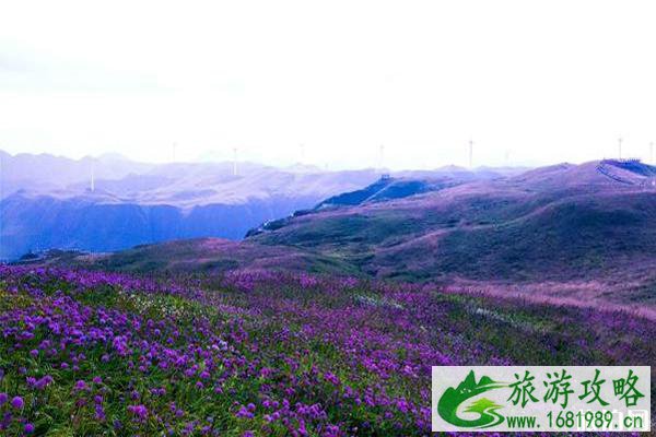 中国最美花海圣地在哪里