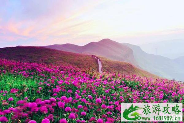 中国最美花海圣地在哪里