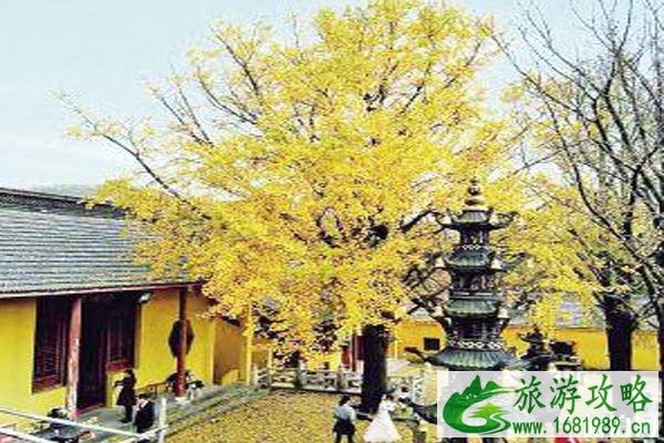 镇江哪里有银杏树观赏