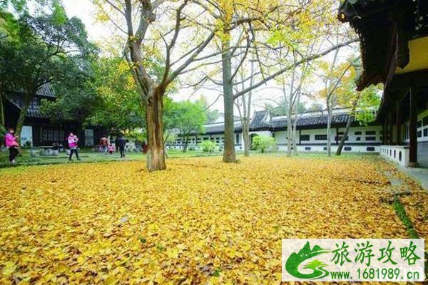 镇江哪里有银杏树观赏