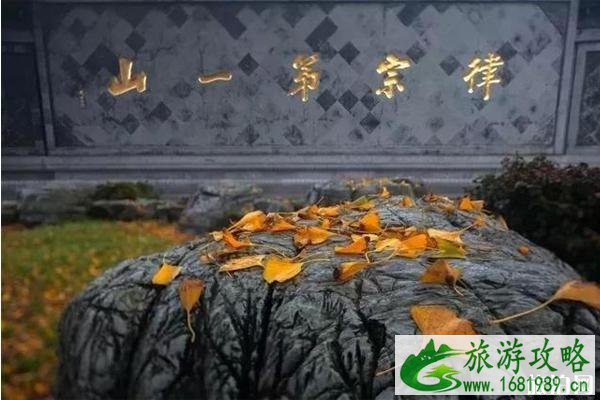 镇江哪里有银杏树观赏