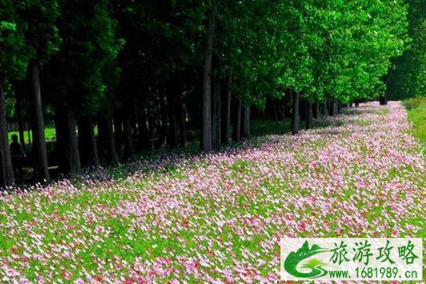 南京秋天赏花的地方有哪些 南京秋天赏花的地方有哪些