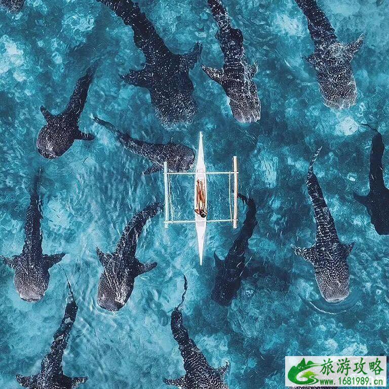 薄荷岛特色玩法一览 薄荷岛特色玩法一览