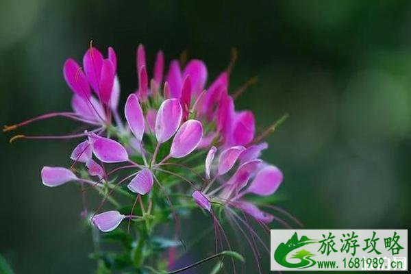 蔚然花海秋季有哪些花