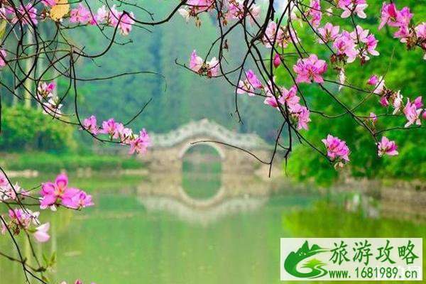 广州秋季赏花攻略 广州秋季赏花攻略