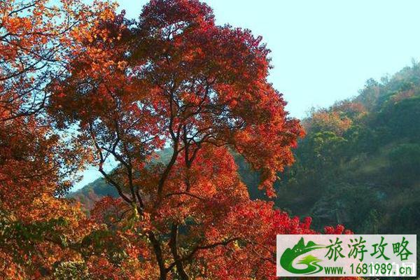 2022年秋季广州周边赏花攻略