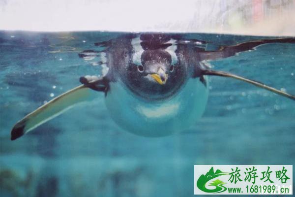 长隆世界游玩选珠海还是广州 长隆世界游玩选珠海还是广州