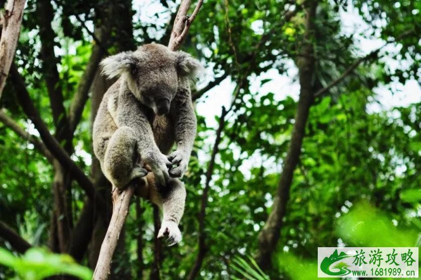 长隆世界游玩选珠海还是广州 长隆世界游玩选珠海还是广州