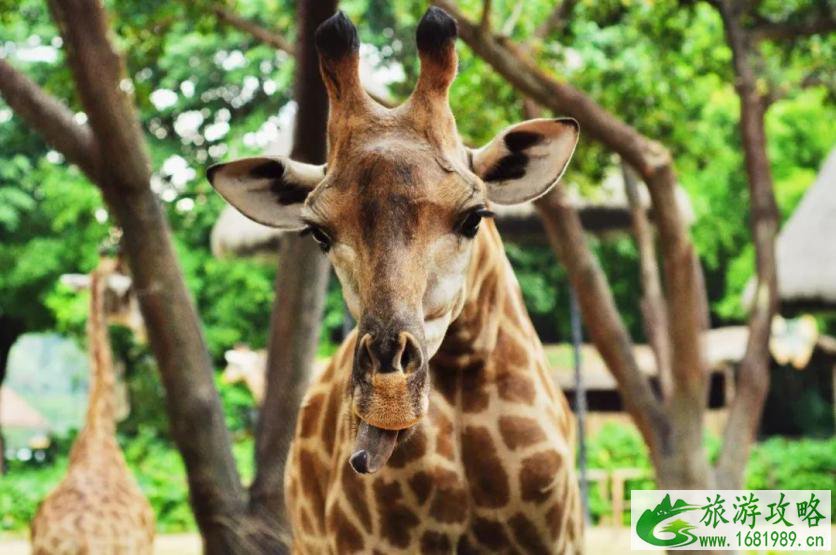 长隆世界游玩选珠海还是广州 长隆世界游玩选珠海还是广州