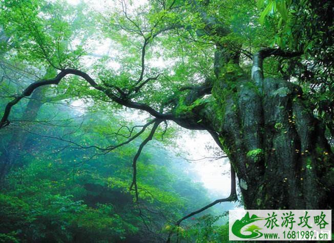 大熊山国家森林公园游玩攻略 大熊山国家森林公园游玩攻略